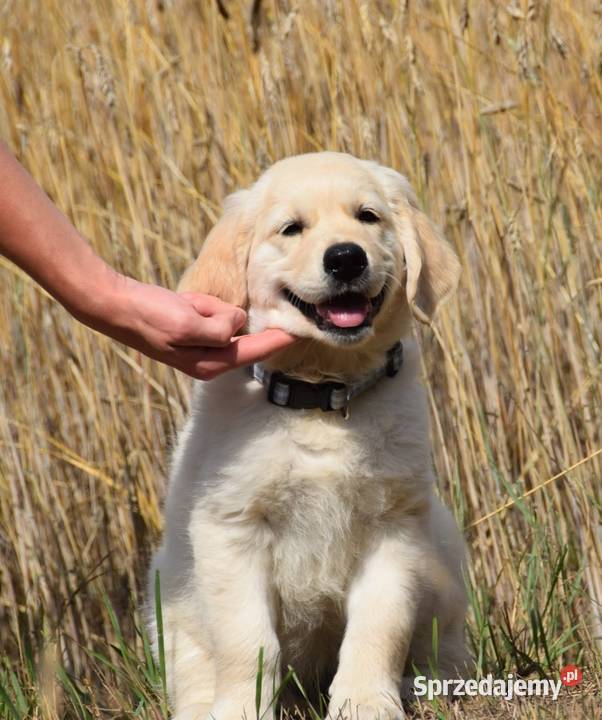 Golden Retriever Zkwp fci Łochów sprzedam