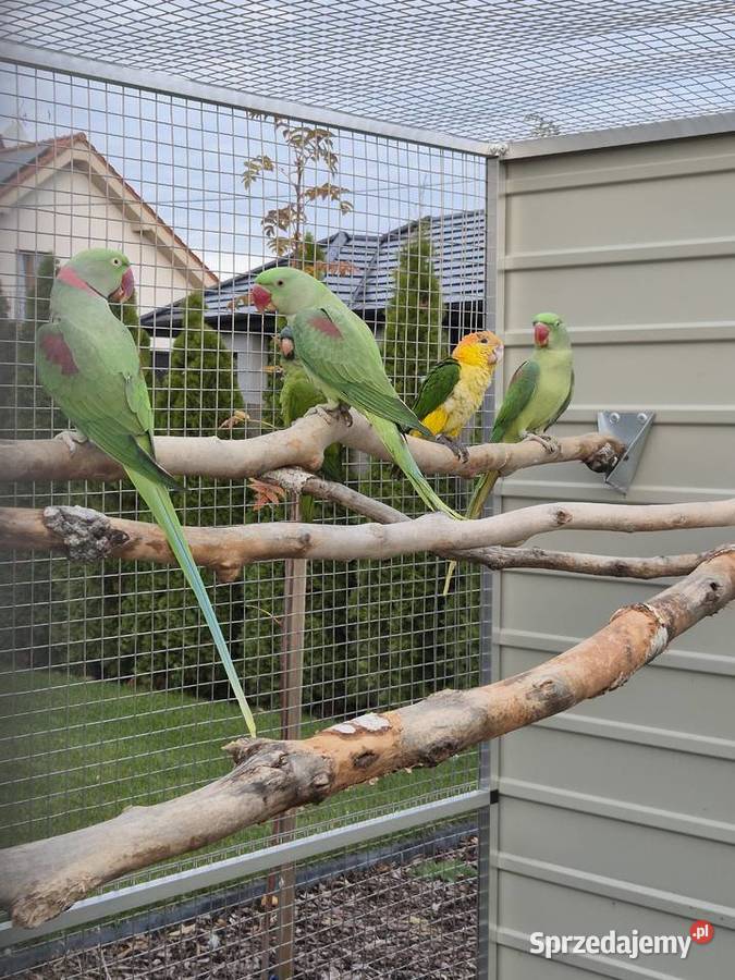 Aleksandretty wielkie samiec samica Rakoniewice