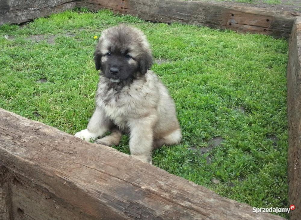 Owczarek Kaukaski Inowrocław
