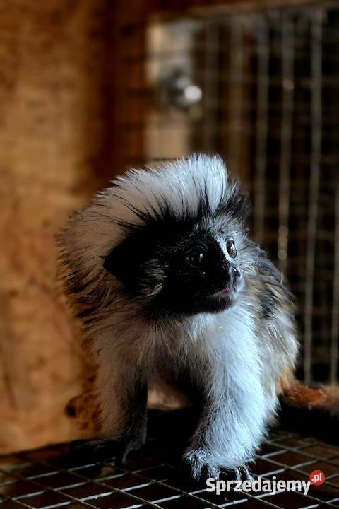 Tamaryna białoczuba Saguinus oedipus młode śląskie Katowice