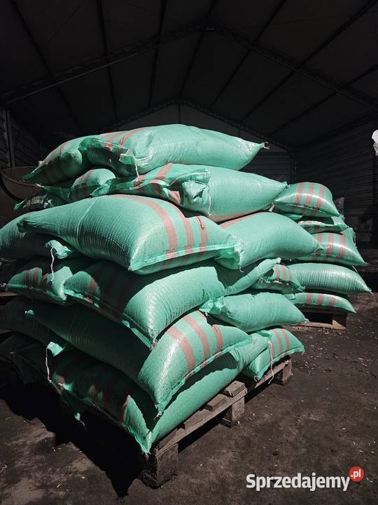 Owies jary około 50 ton Odmiana Bingo i Rambo Zboża śląskie