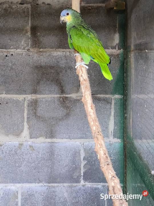 Amazonka modrobrewa Ceków-Kolonia