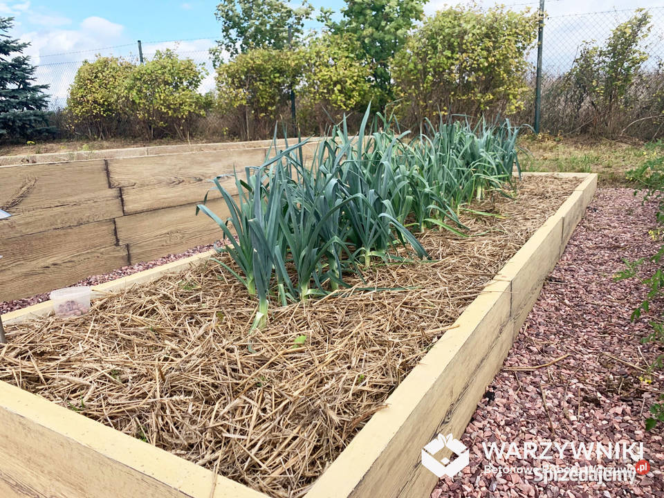 Warzywnik betonowy Skrzynia na warzywa Rabata Górno