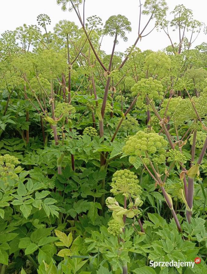 nasiona arcydzięgiel 2024 Izbica