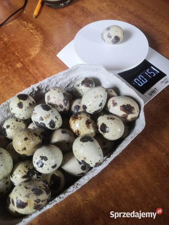 Jaja przepiórcze 15g brojler belgijski Szczyrzyc