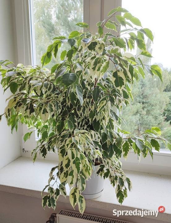 Beniaminek Fikus Brzózka Kwiatek 3 sztuki Rzeszów