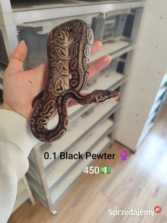 Młode pytony królewskie Pruszków