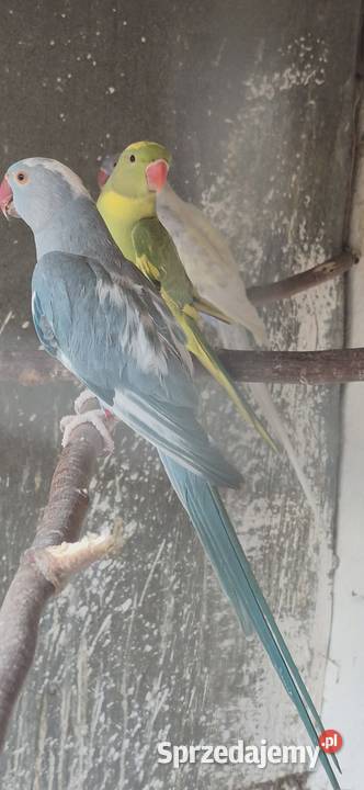 Aleksandrietty obrożne