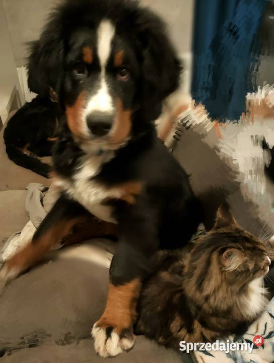 Berneński pies pasterski 4 pieski Berneński Pies Pasterski Zaścienie