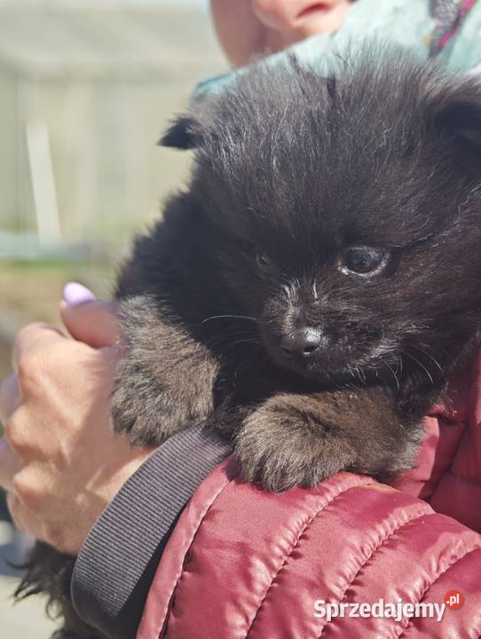 Szpic Miniaturowy podlaskie Ciechanowiec