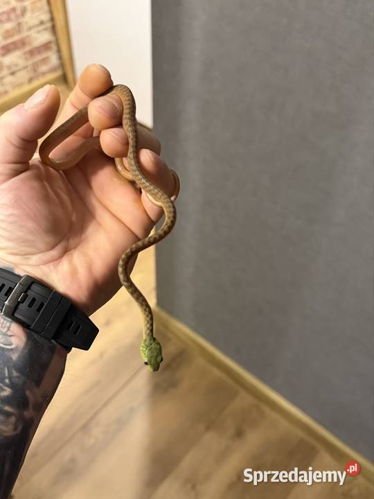 boiga cyanea płeć nieznana Zwierzęta Wałbrzych