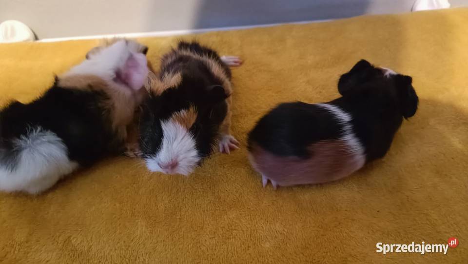 Rezerwacja świnek morskich Warszawa