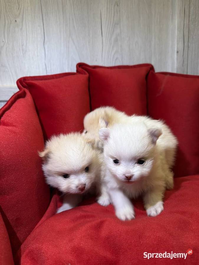 Pomeranian śliczne szczeniaczki łódzkie