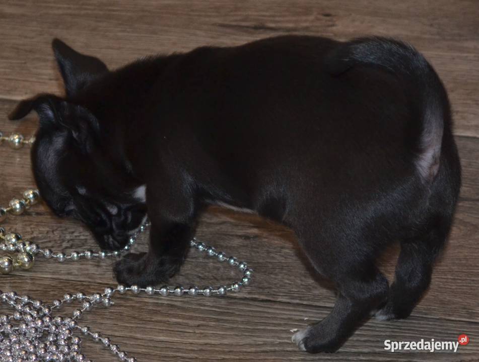 CHIHUAHUA CZARNY ŚLICZNY PIESEK łódzkie Drogusza