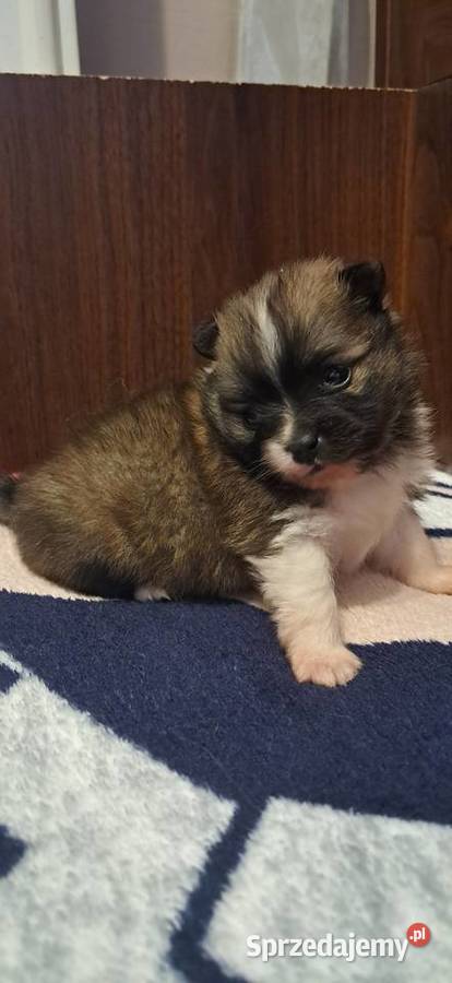 Szpic miniaturowy wielkopolskie Słupca