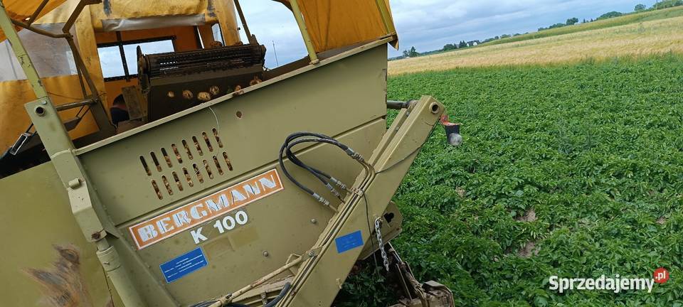 Ziemniaki wczesne jadalne młode producenta świętokrzyskie Zborówek