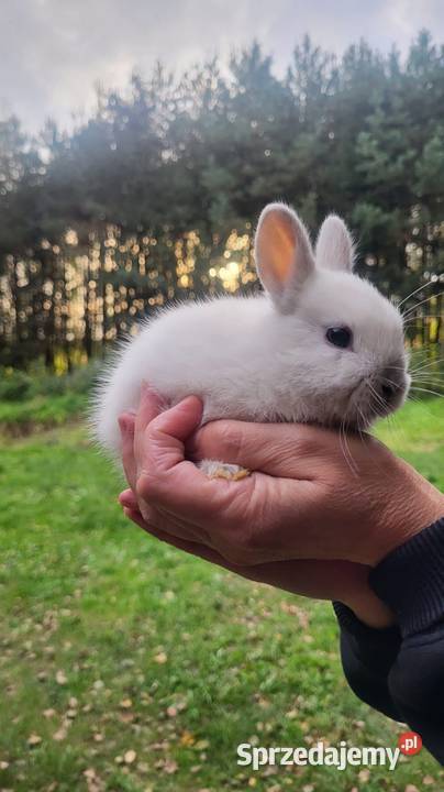 Sprzedam króliki miniaturki lubelskie Tarzymiechy Trzecie