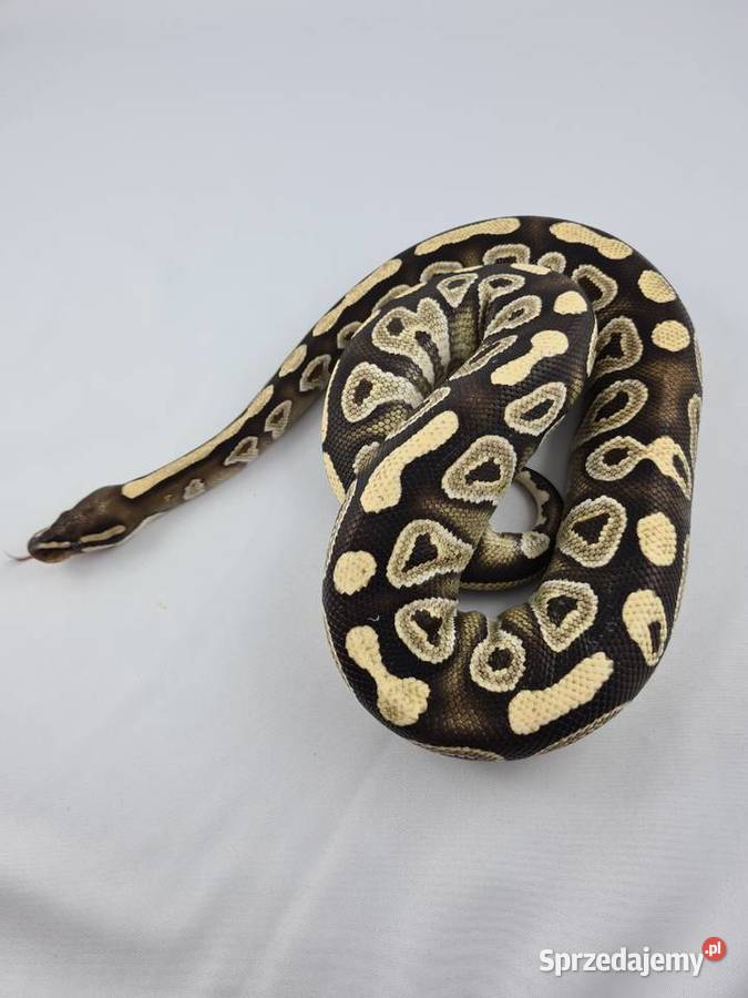 Wąż pyton królewski python regius samica dorosła Zwierzęta Wrocław