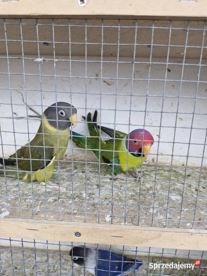 Aleksandretta Śliwogłowa Kalisz