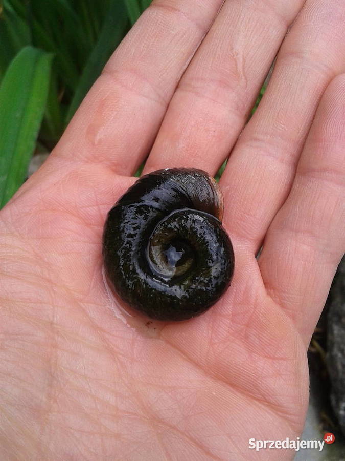 Zatoczek rogowyczyściciel oczka wodnego Ełk