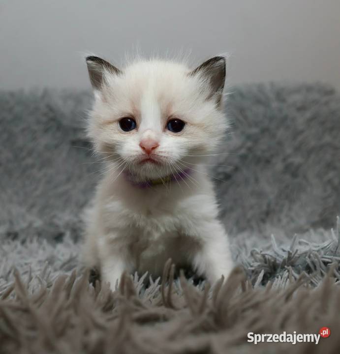 Ragdoll dwaj bracia bicolor łódzkie Piorunówek