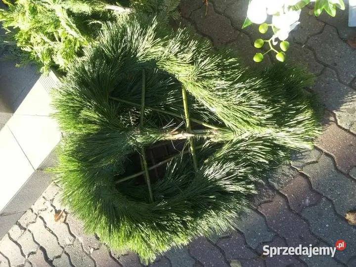 Podkłady pod wieńce pogrzebowe żywe świerksosna zachodniopomorskie Myślibórz