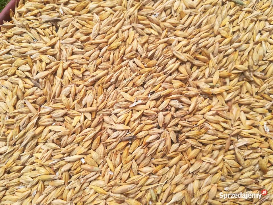 kukurydzę jęczmień i pszenicę sprzedam Kielce sprzedam