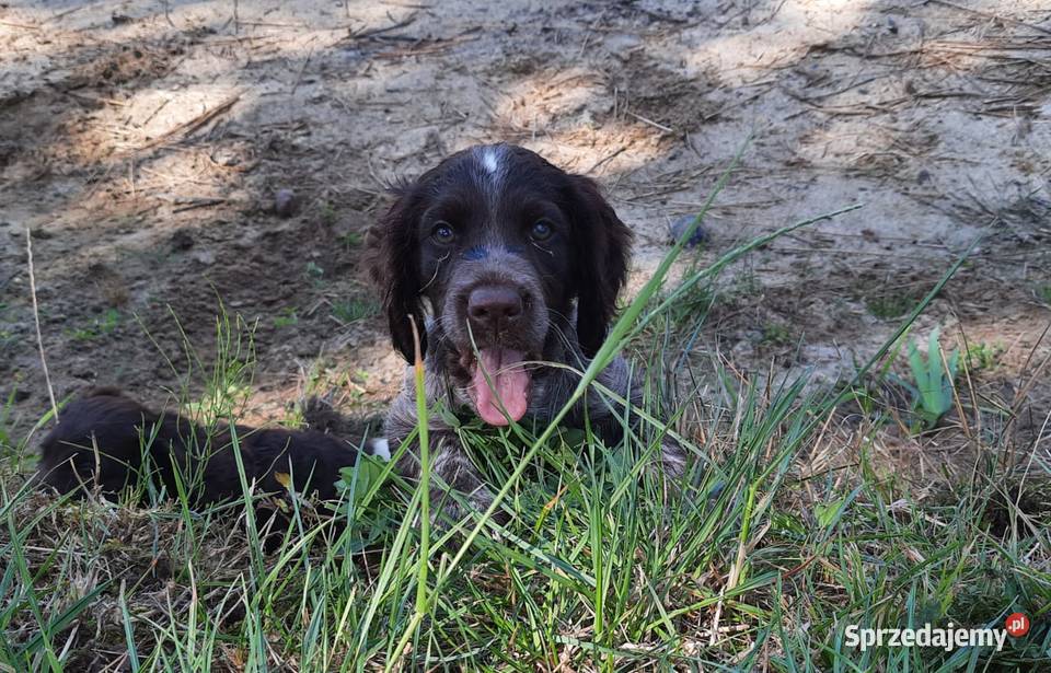 Płochacz niemiecki Wachtelhund Szczeniak Ligota Tułowicka
