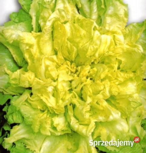 Mix sałat odrasta ścięciu nasiona kolorowe Kraków sprzedam