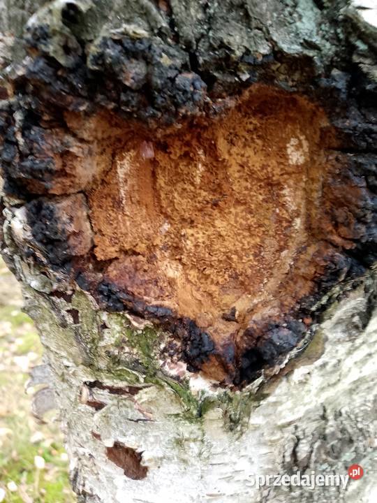 Czagachaga błyskoporek podkorowy sprzedam Pozostałe Zdrowie i Uroda