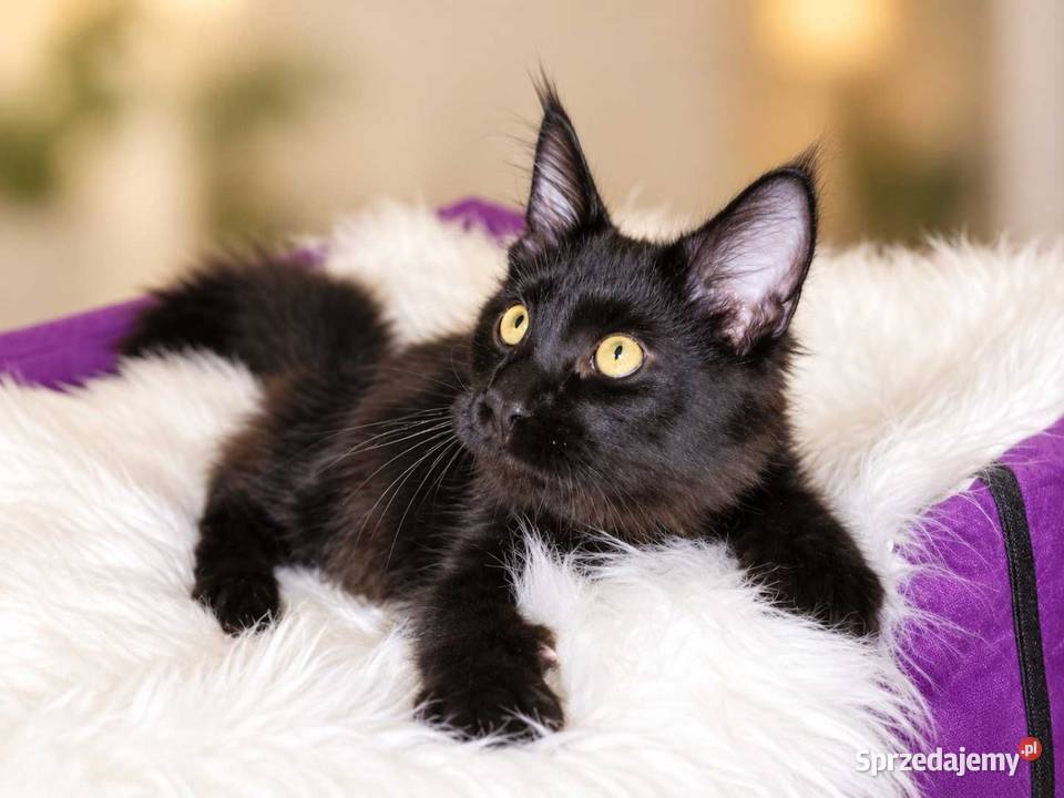 Sultan kocurek Maine Coon Black Solid wielkopolskie sprzedam