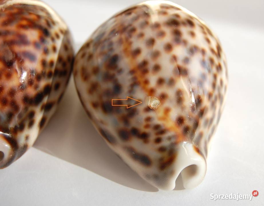 Muszla morska porcelanka tygrysia 8 4 lubelskie Lublin