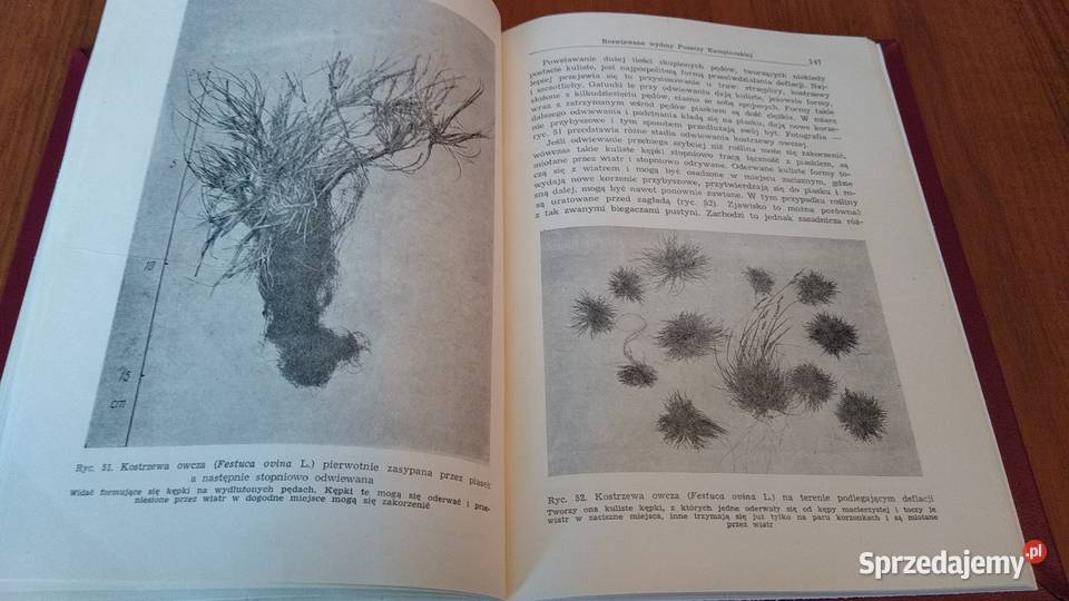 Wydmy śródlądowe Polski studium zbiorowe Cz 1 pomorskie Gdańsk