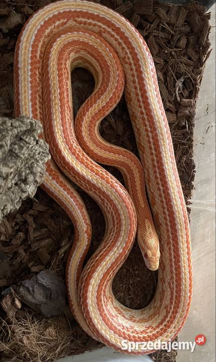 Wąż zbożowy Pantherophis guttatus samiec Stargard