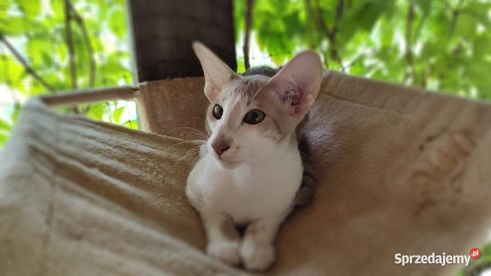 Kocurek orientalny z rodowodem Felis Polonia Warszawa