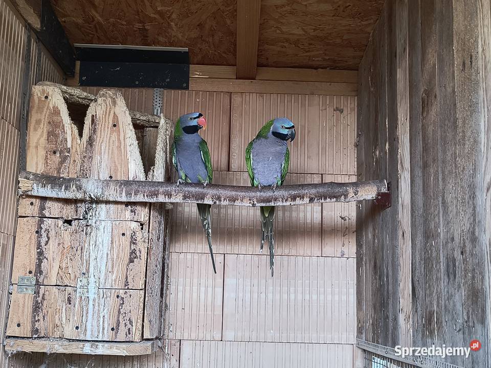 Aleksandretty chińskie para Racibórz