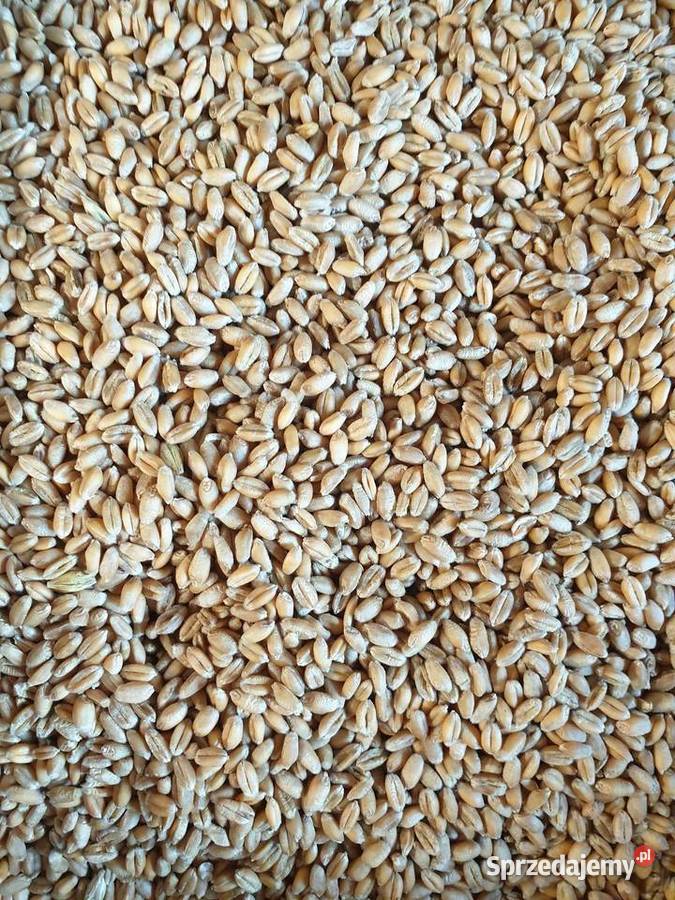 Pszenica ESSA CENTRALI 2025 Bełżyce