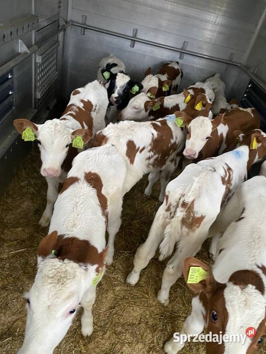 Byczki cielaki mięsne Ryki