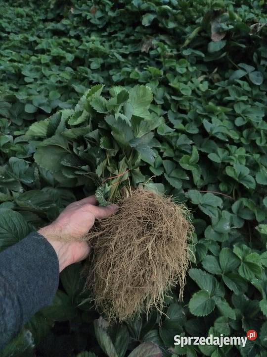 Sadzonki truskawek odmiany Hanoya Zosinek