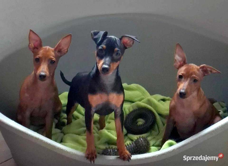 Pinczer pinczery pinczerki miniaturowe z pomorskie