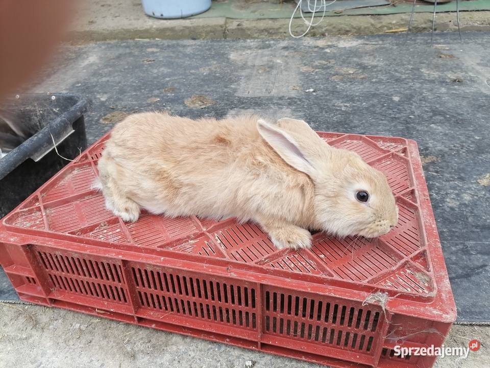 Sprzedam króliki 4M Kakonin