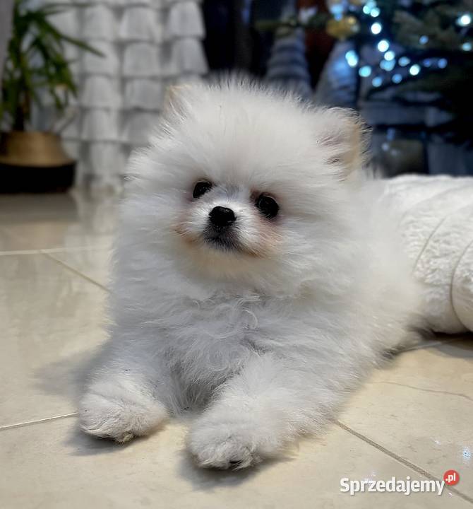 Szpic miniaturowy pomeranian Szpic miniaturowy mazowieckie Płońsk