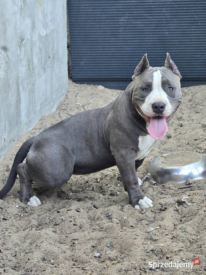 American bully Opalenica