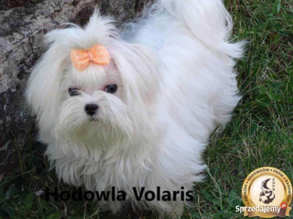 Piesek Maltańczyk Gotowy na zmianę domu Zwoleń sprzedam