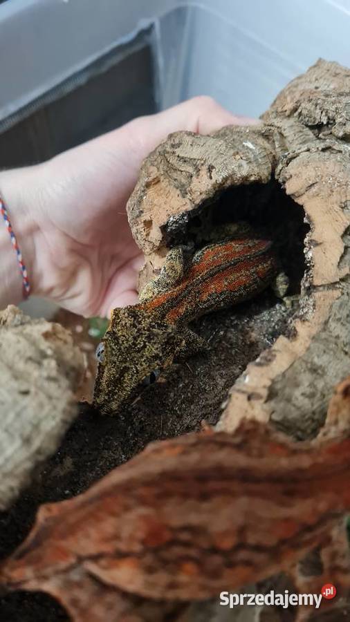 Gekony orzęsione gargulcowe akcesoria i terraria Bielsko-Biała