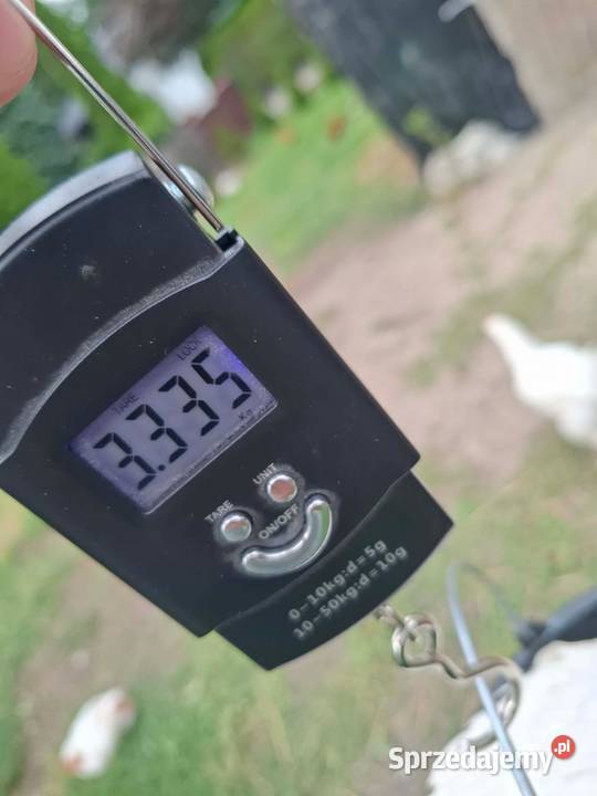 Brojlery z Przydomowego Chowu KARMIONE WŁASNYM Drób i ptactwo kujawsko-pomorskie Golub-Dobrzyń