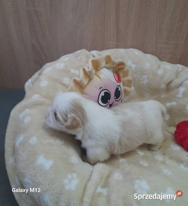 Szczeniak ShihTzu Jemielnica