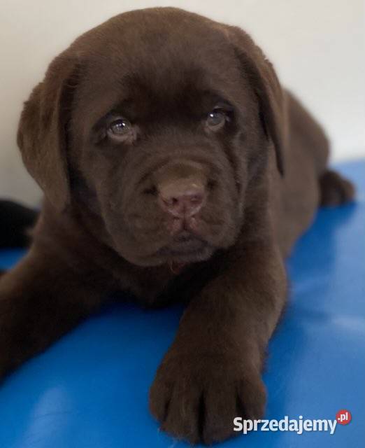 Labrador Retriever czekoladowy FCI ZkwP