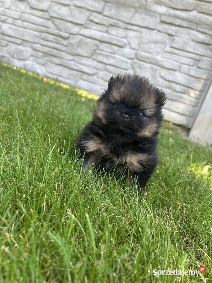 Szpic miniaturowy Boo Szpic miniaturowy Częstochowa