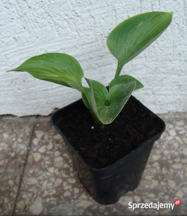 FUNKIA BLUE CADET Hosta sadzonki w doniczkach Ustronie
